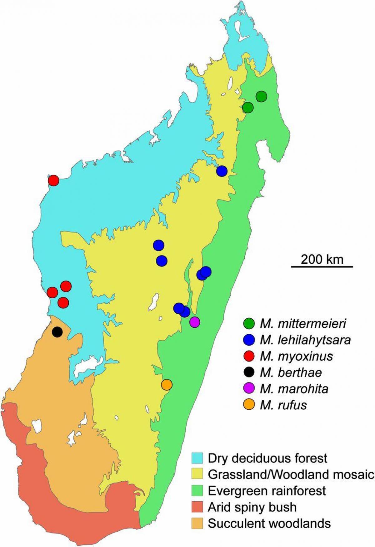 картата на Мадагаскар тропическа гора